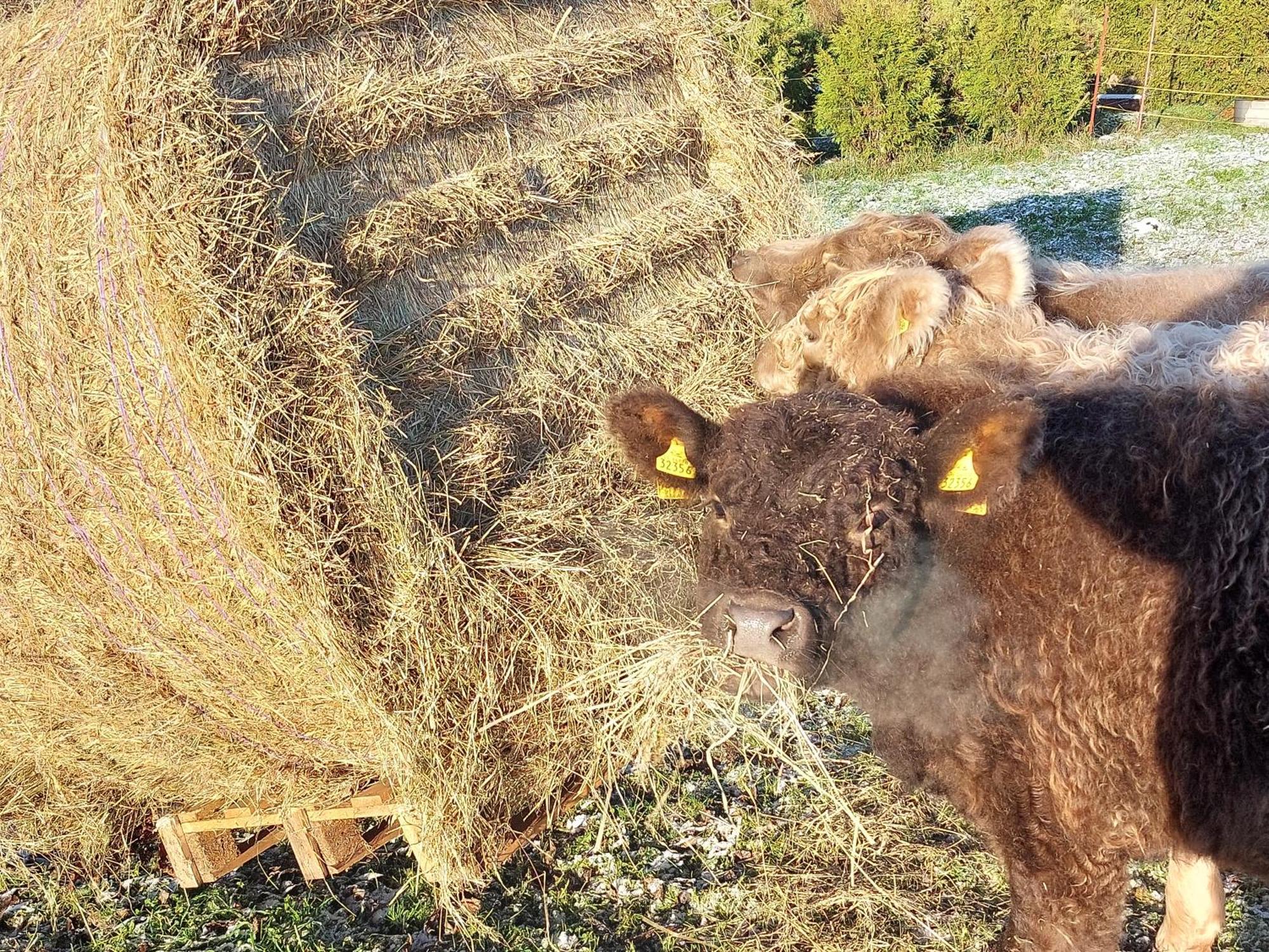 Appartamento Auf Dem Land *